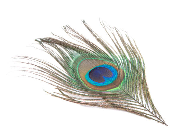 istock Elegant colorful peacock bird feather isolated on the white 1336878701
