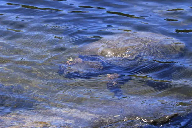 Photo of A snapping turtle underwater