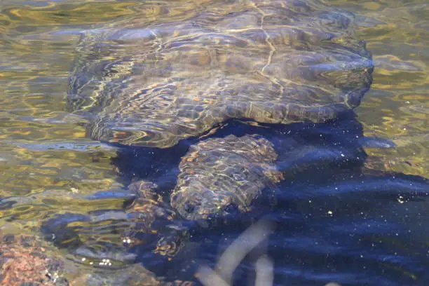 Photo of A snapping turtle underwater