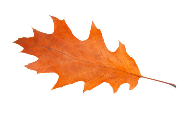 istock Brown autumn leaf isolated on the white 1336879212