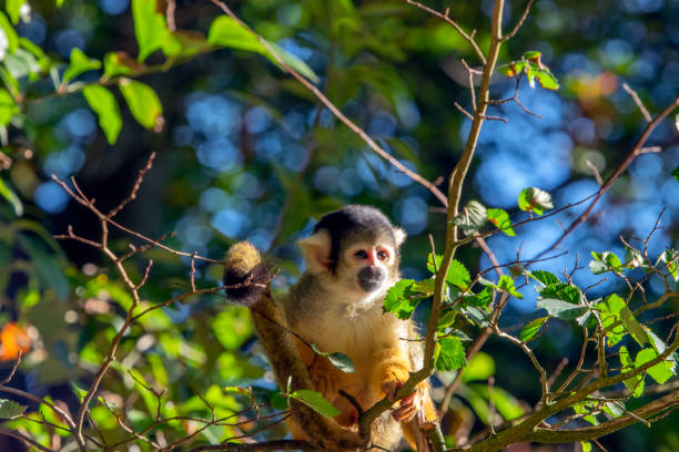 istock Close Up Of A Cute Black-Capped Squirrel Monkey In A Tree 1336880051