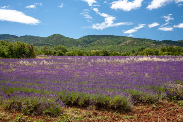 istock Blooming lavender field in summer 1336880484