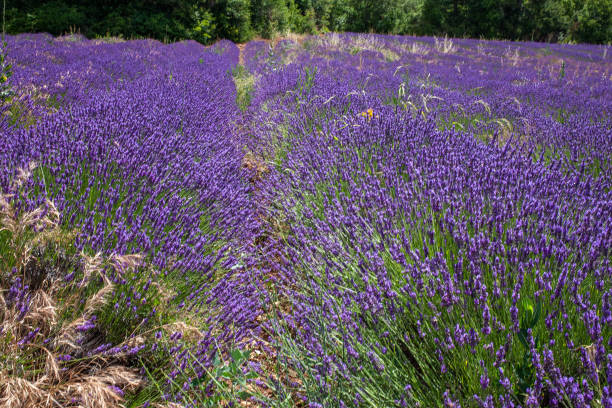 istock Blooming lavender field in summer 1336880964