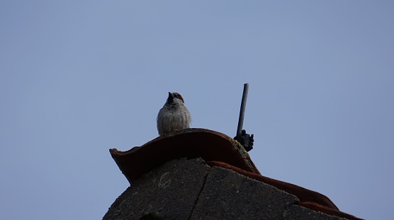 Curious-looking male house sparrow perched on top of an old barn with antique rooftiles.