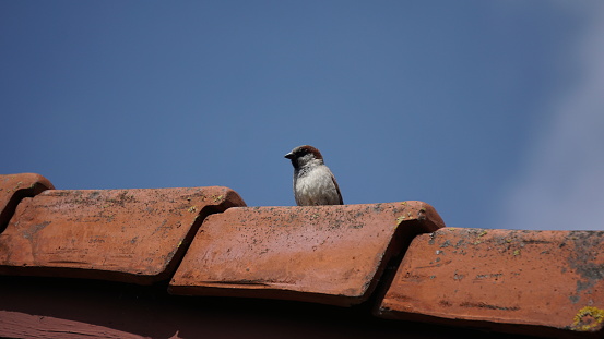 Curious-looking male house sparrow perched on top of an old barn with antique rooftiles.