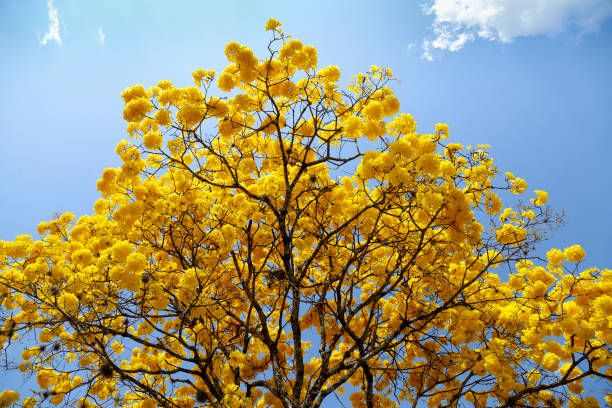 istock yellow ipe bloom detail with blue sky 1336884681