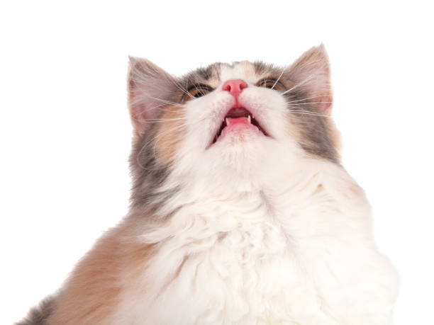 istock Bright beautiful kitten portrait isolated on the white 1336885293