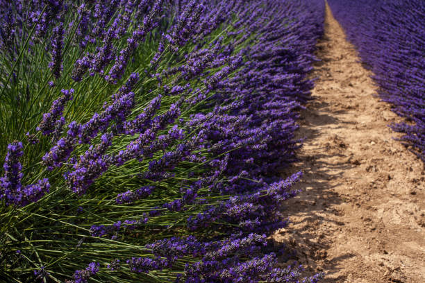 Racimo De Flores Moradas · Foto de stock gratuita Racimo De Flores Moradas · Foto de stock gratuita
