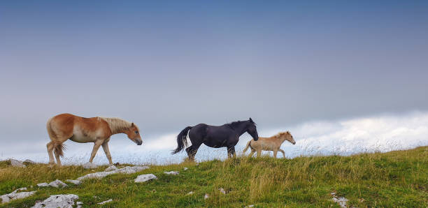 istock Three horses running free in mountains 1336885403