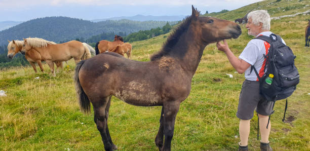 istock Senior men stroking a horse in mountains 1336885438