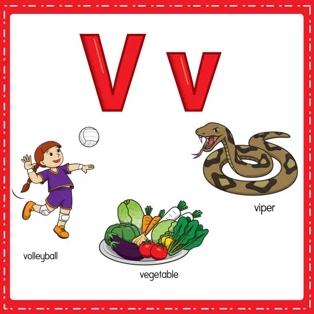 Vector illustration of Vector illustration for learning the letter V in both lowercase and uppercase for children with 3 cartoon images. Volleyball Vegetable Viper.