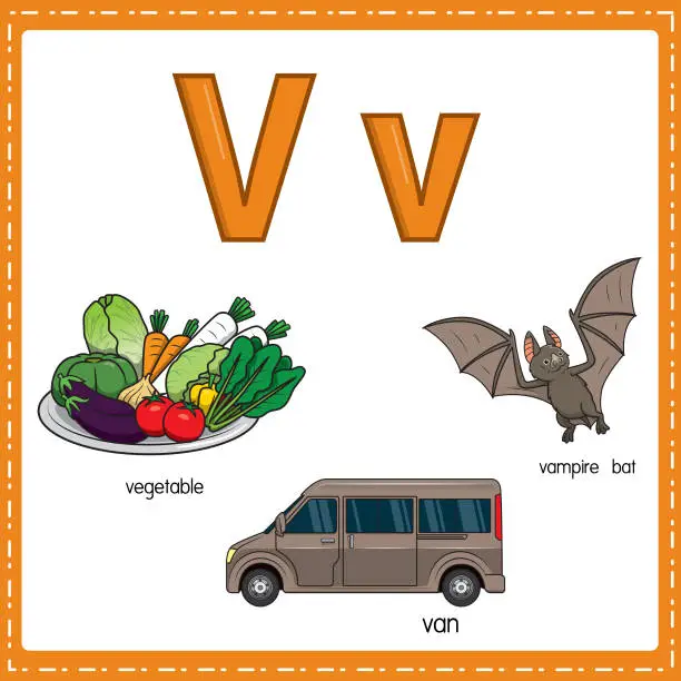 Vector illustration of Vector illustration for learning the letter V in both lowercase and uppercase for children with 3 cartoon images. Vegetable van vampire bat.