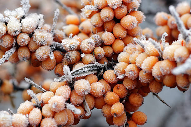 frutos de naranja, espino cerval de mar - sea buckthorn fotografías e imágenes de stock