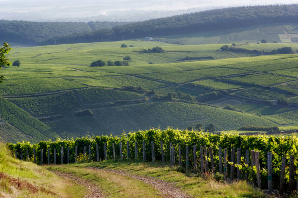 sancerre vineyard in the loire valley - cher stok fotoğraflar ve resimler