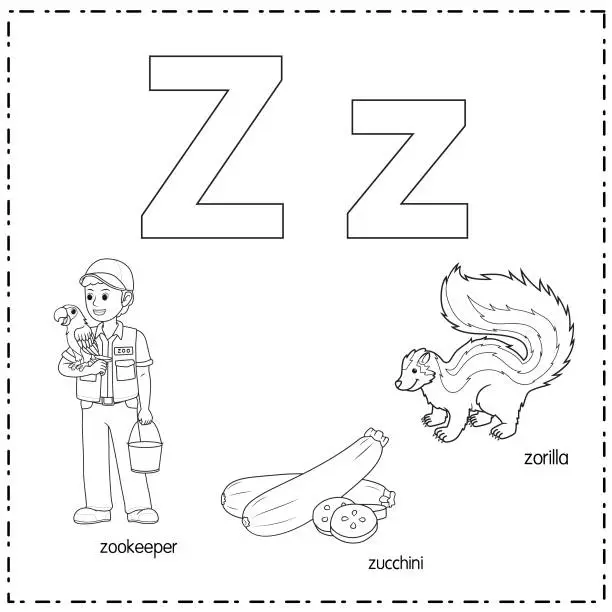 Vector illustration of Vector illustration for learning the letter Z in both lowercase and uppercase for children with 3 cartoon images. Zookeeper Zucchini Zorilla.
