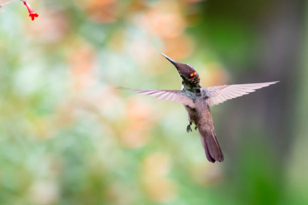 istock A Ruby Topaz hummingbird (Chrysolampis mosquitus) with his back to the camera and a blurred background. 1336889573
