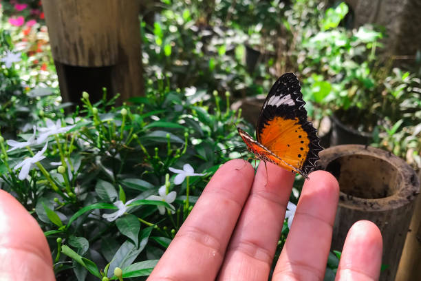 danaus genutia genutia cramer on hand - tiger beauty in nature insects nature стоковые фото и изображения