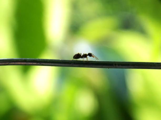 istock a little black ant on a wire 1336890135