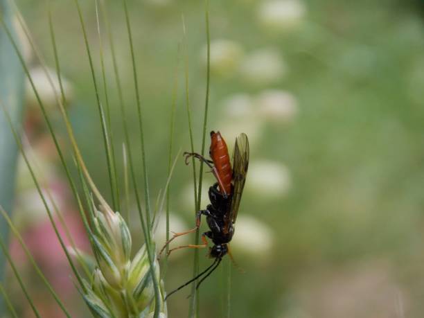 istock a beetle on a blade of grass 1336890934