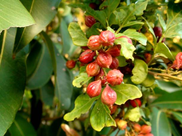 plant fruit paullinia cupana - guarana
