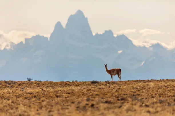 guanacos or patagonian lamas in the grass close to the torres del paine natural park.