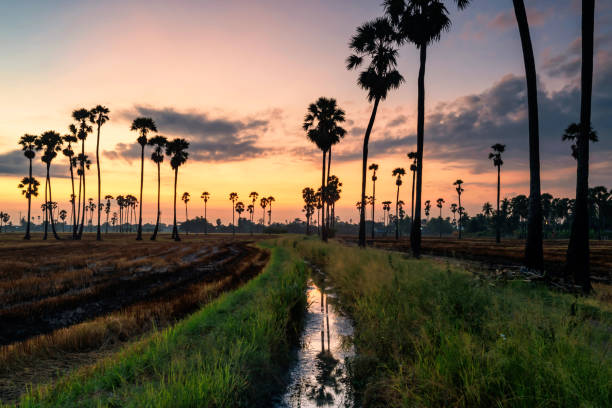 istock Sugar palm and dry rice farm at dawn, Thailand 1336891055
