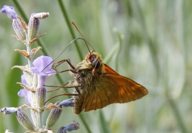 istock an orange butterfly on a purple lavender flower 1336891110