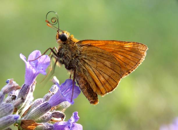 istock an orange butterfly on a purple lavender flower 1336891148