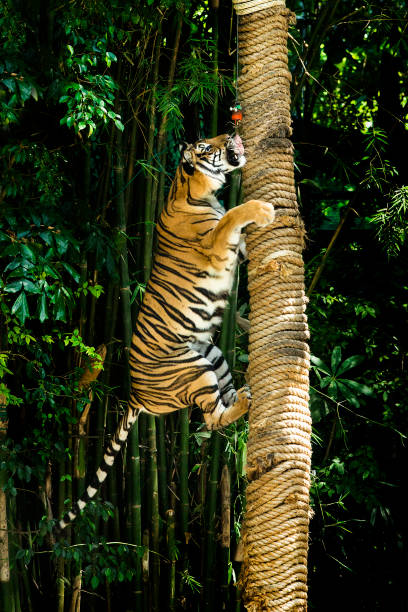 istock bengal tiger climbing tree stump bush background 1336891310
