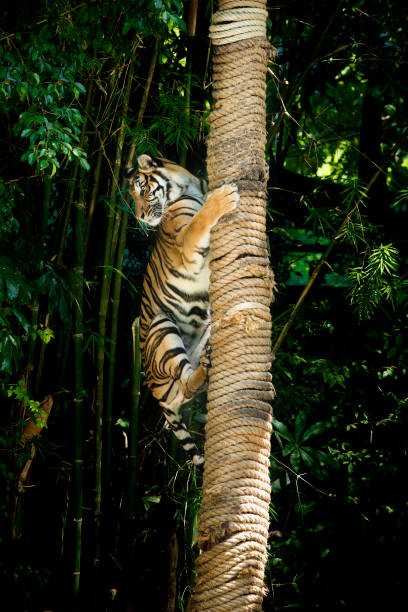 istock bengal tiger climbing tree stump bush background 1336891311