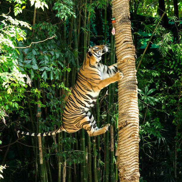 istock bengal tiger climbing tree stump bush background 1336891315
