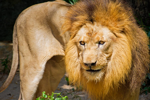 istock male lion on the background in the forest 1336891321
