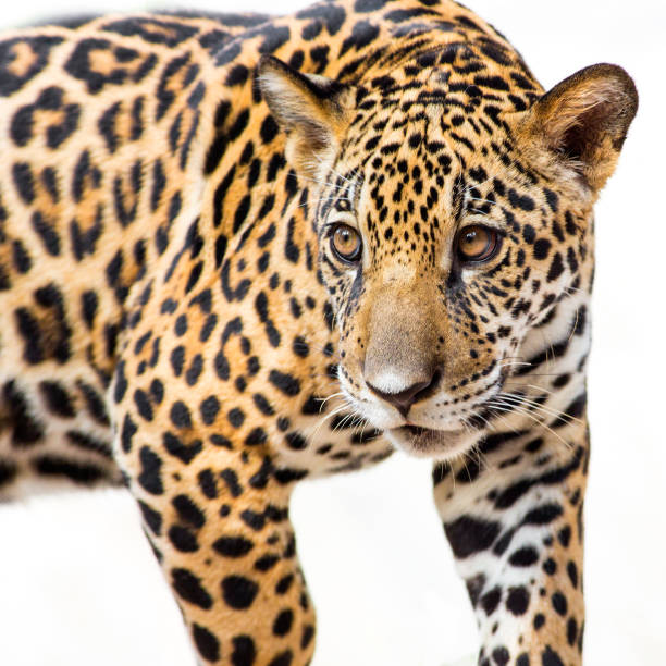 istock A young jaguar is in the zoo. 1336891380