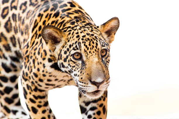 istock A young jaguar is in the zoo. 1336891386
