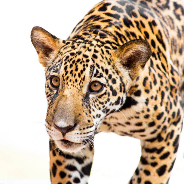 istock A young jaguar is in the zoo. 1336891426