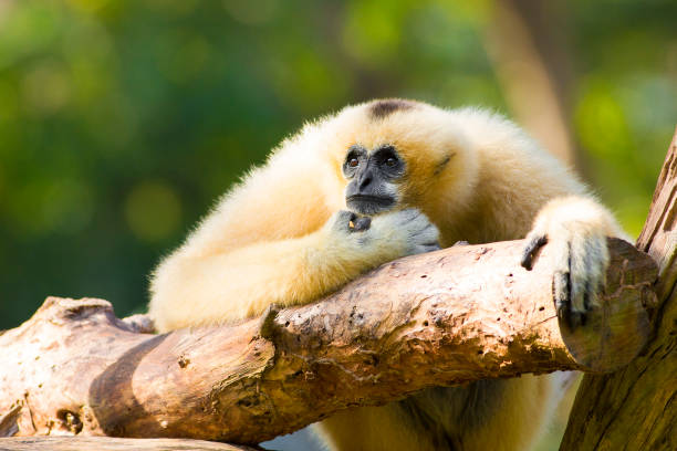 a crowned gibbon that sits on a stump in a zoo. - hayvan temaları lar stok fotoğraflar ve resimler
