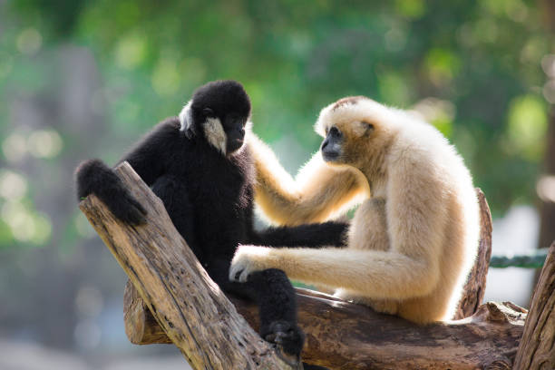 a crowned gibbon that sits on a stump in a zoo. - hayvan temaları lar stok fotoğraflar ve resimler