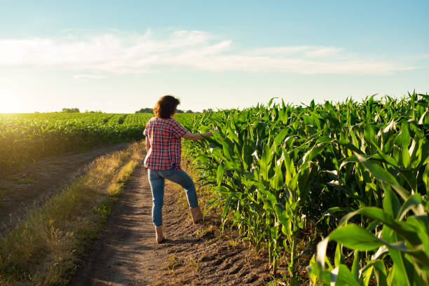 istock Middle aged caucasian female farm worker with tablet inspecting maize stalks at field 1336892019