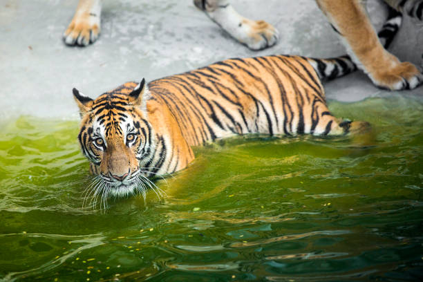 istock bengal tiger standing with bamboo bushes in background 1336892030