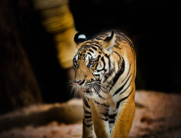 istock bengal tiger standing with bamboo bushes in background 1336892080