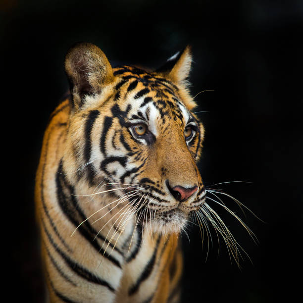 bengal tiger standing with bamboo bushes in background