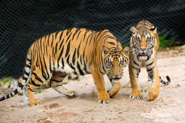 istock bengal tiger standing with bamboo bushes in background 1336892131