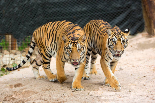 istock bengal tiger standing with bamboo bushes in background 1336892137