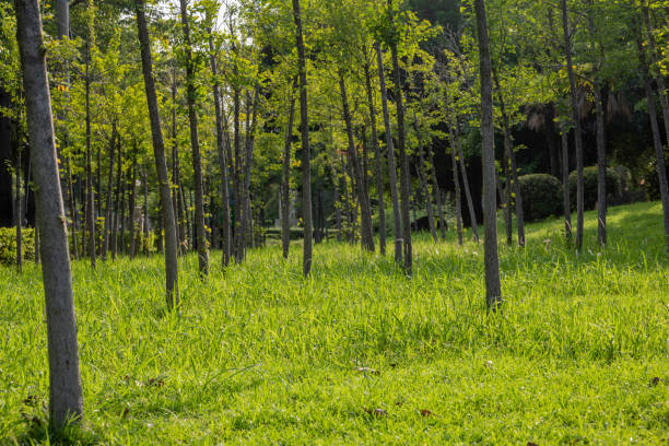 istock Green space and roads in the park 1336892154