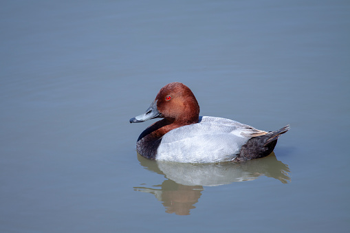 Close-up of a European porron duck in the water with reflection.