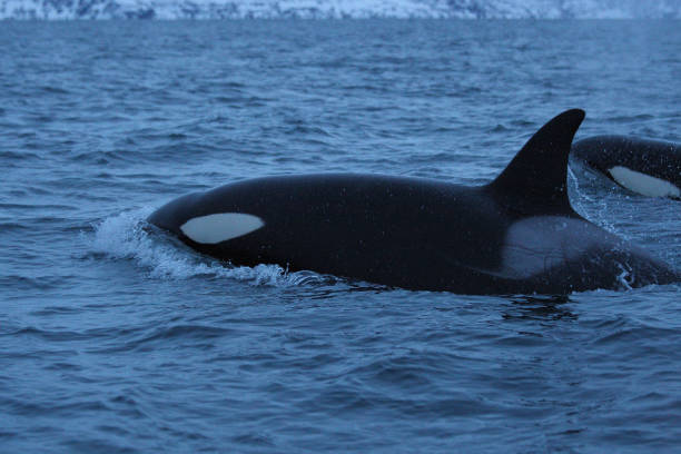 istock orca or killer whale, Orcinus orca, encountered off Skjervoy, Norway 1336894827