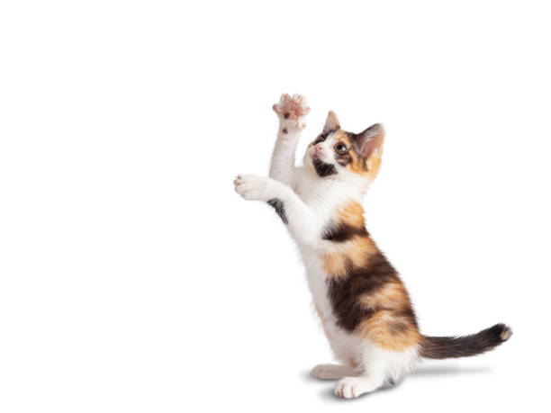 kleines dreifarbiges kätzchen mit einer schüssel, isoliert auf weißem hintergrund - playing with cat stock-fotos und bilder