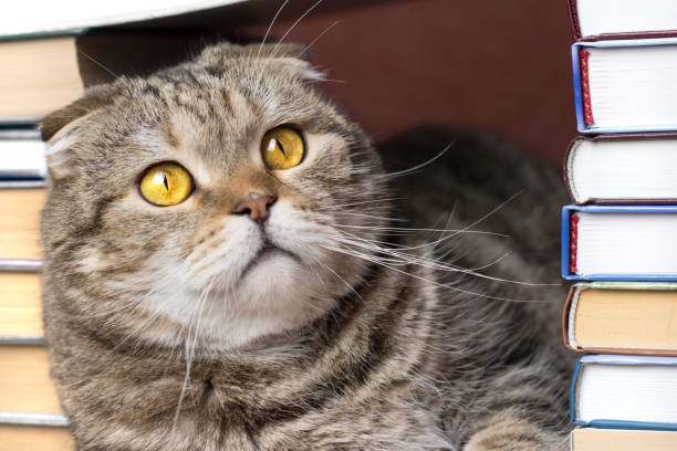 istock Portrait of a cat with a book. 1336894846