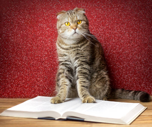 istock The cat sits on a large book on a burgundy background. 1336894872