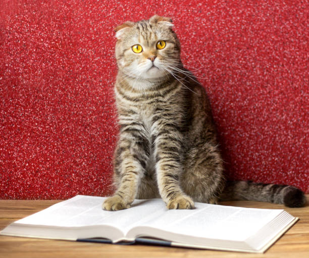 istock The cat sits on a large book on a burgundy background. 1336894873